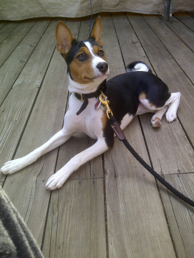 Meet the Basenji: The Barkless Dog with a Big Personality
