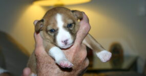 Ginger Snap