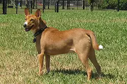 Basenji in grass