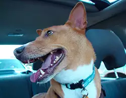 Graham in car