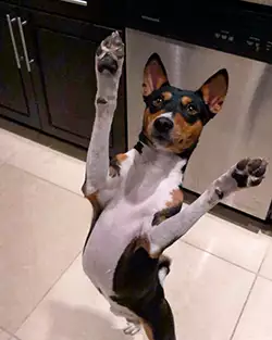 Zinga paws up