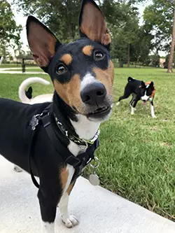 Zinga smile