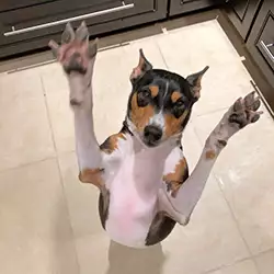 Zulu paws up