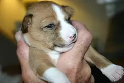 Ginger puppy