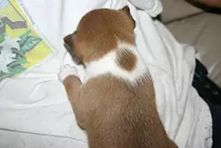 Ginger unique marking
