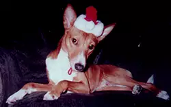 Graham with santa hat