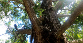 Squirrel in a tree