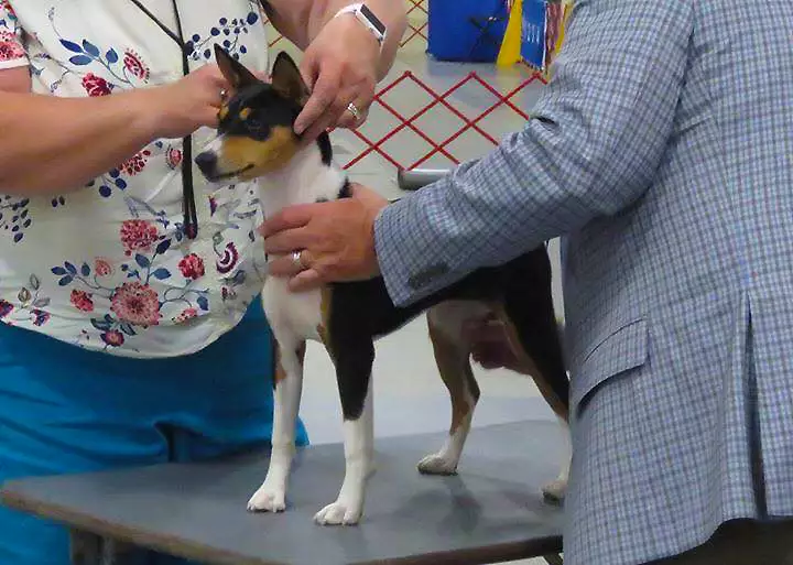 Zulu being shown