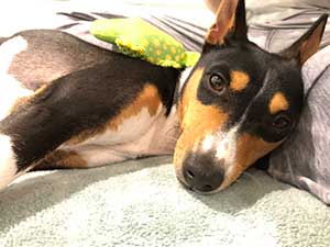 About Basenjis - Basenji laying on bed