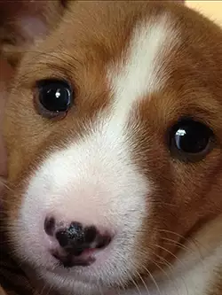 Basenji Ginger Snap puppy face closeup